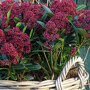 Skimmia japonica 'Rubella'